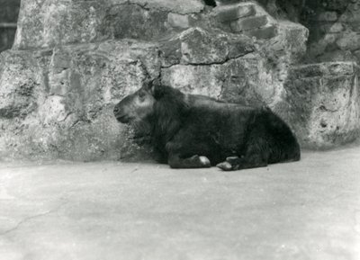 Een jonge Takin, ook bekend als Cattle Chamois of Gnu Goat, London Zoo, april 1923 door Frederick William Bond